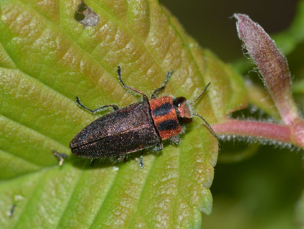 Buprestidae:  Anthaxia manca ?  S !